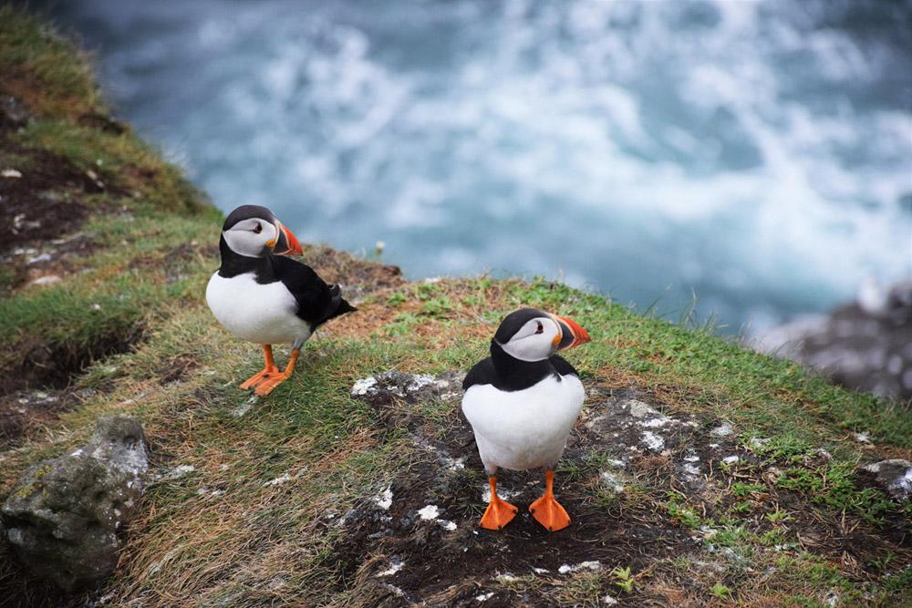 Puffin Lookout