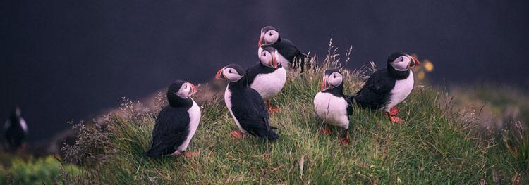 Puffin Lookout