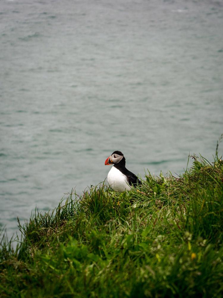 Puffin Lookout