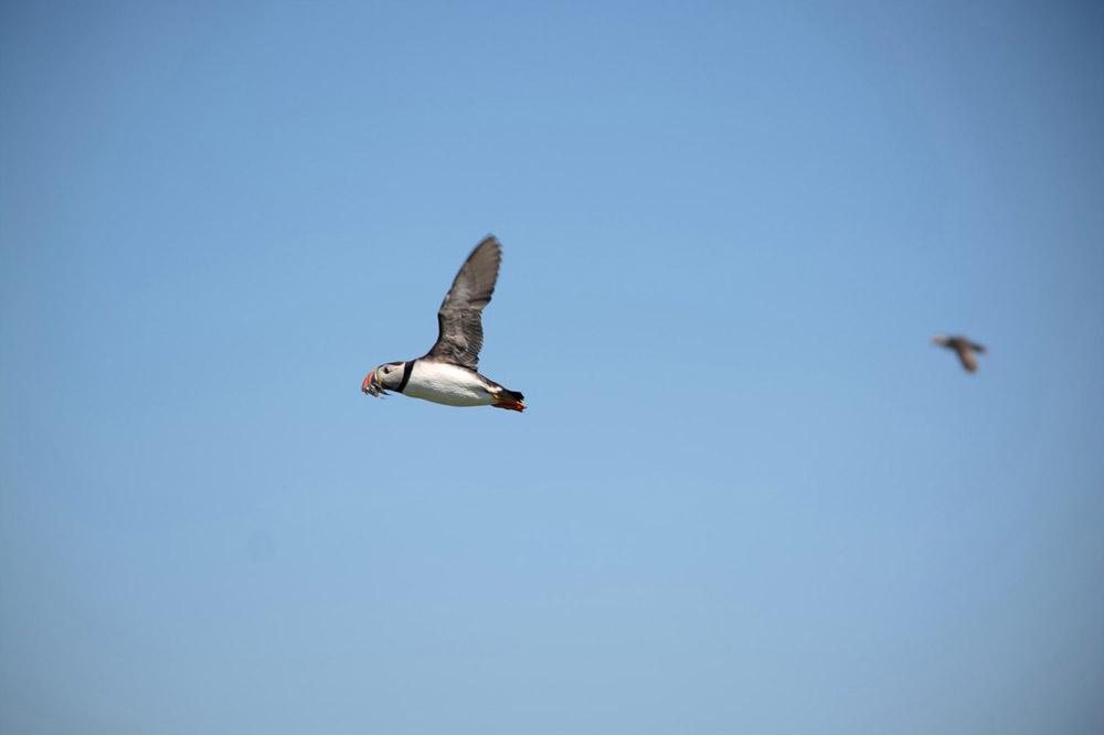 Puffin Lookout